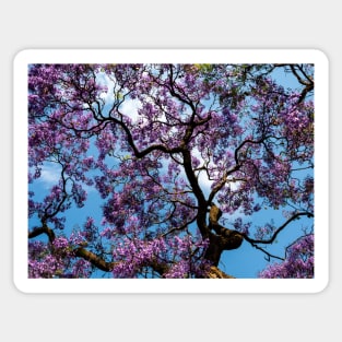 Jacaranda Sticker